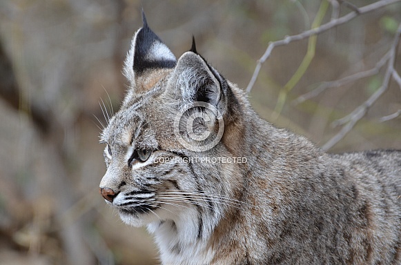 Bobcat Portrait Bobcat Portrait