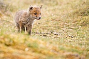 Red fox cubs
