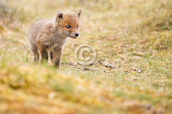 Red fox cubs Red fox cubs