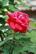 Red Rose