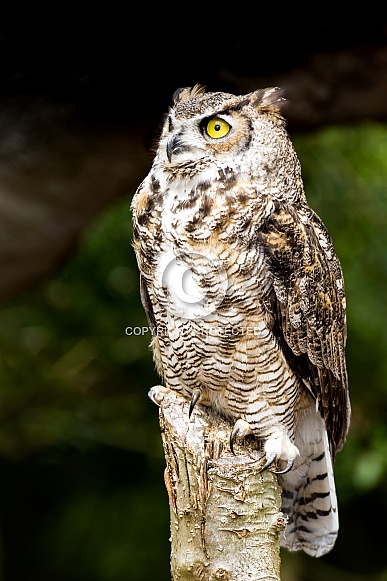 Great Horned Owl