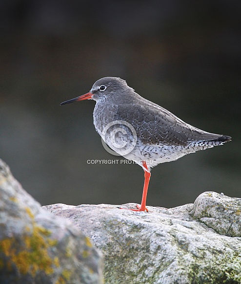 Redshank Redshank