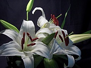 white day lilies