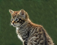 scottish wildcat kitten