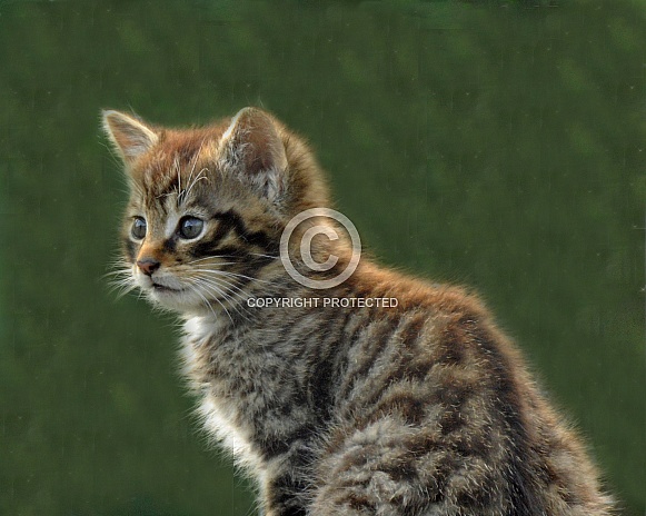 scottish wildcat kitten