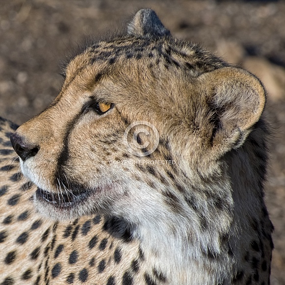 Cheetah Portrait