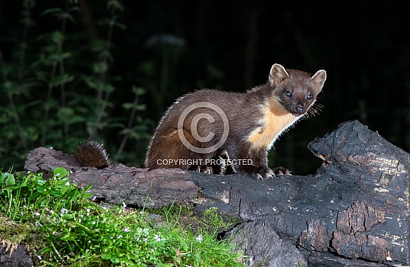 European Pine Marten