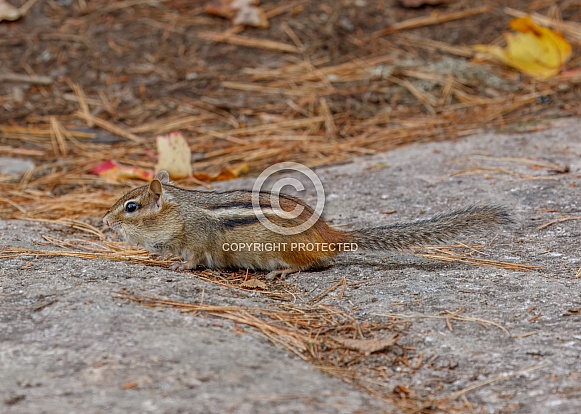 Chipmunk