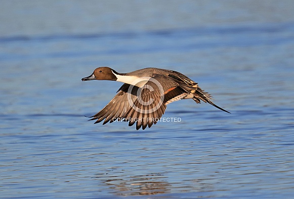Pintail Pintail