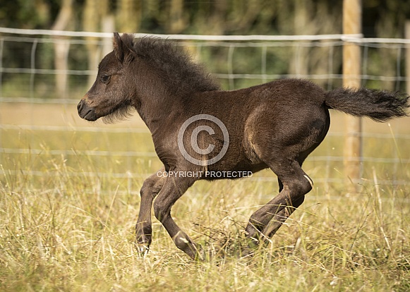 American Miniature Horse Foal American Miniature Horse Foal