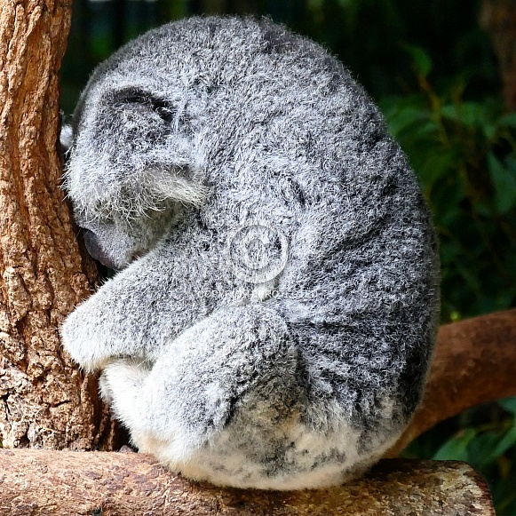 Koala Koala