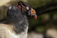 King Vulture Side Profile