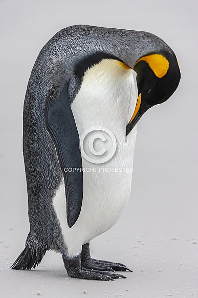 King Penguin (Aptenodytes patagonicus)