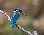 Female Kingfisher