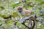 Patas monkey (Erythrocebus patas)