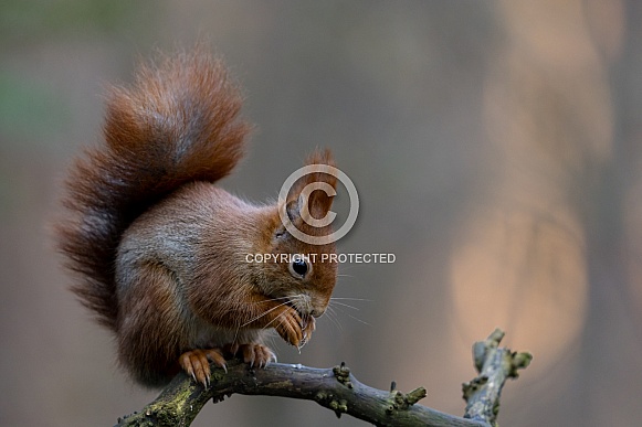 Red Squirrel in a forest