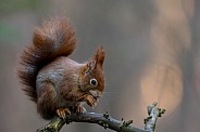 Red Squirrel in a forest