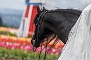 Friesian Horse--Visions of Holland