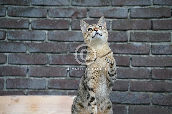 Savannah Cat