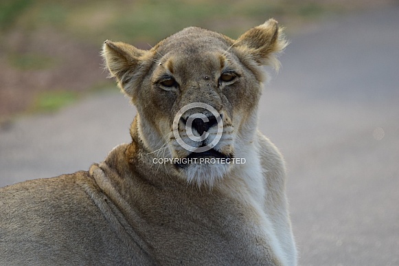 Lioness