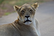 Lioness