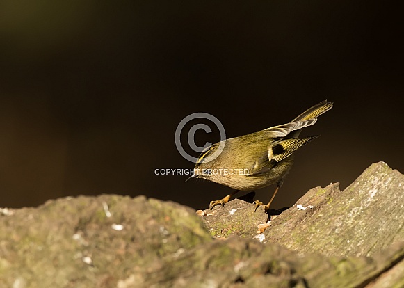 Goldcrest (male)
