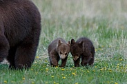 Black Bear and cubs