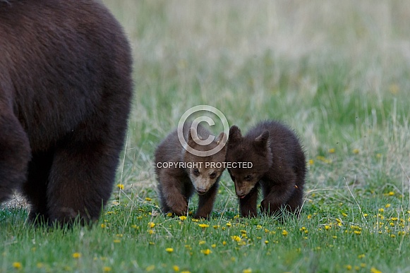 Black Bear and cubs Black Bear and cubs