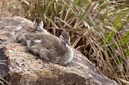 Australian wood duck chicks