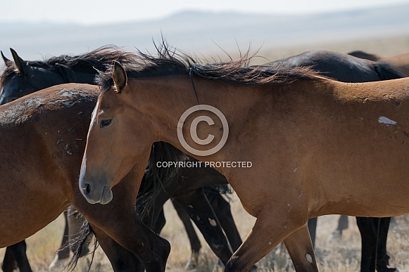 Wild Horses