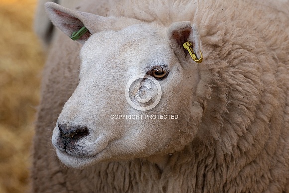 Texel Ewe Face Close Up