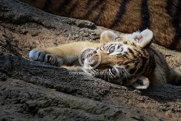 Siberian tiger cub