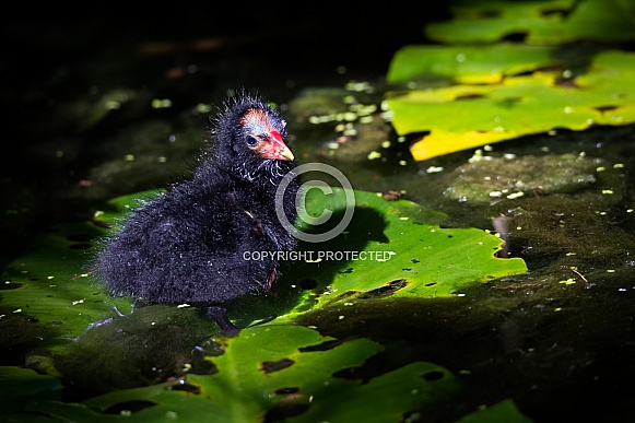 Common moorhen