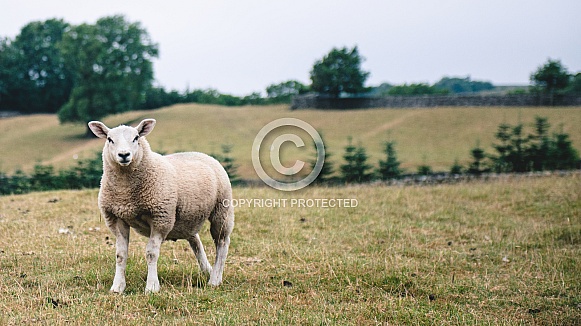 Lone sheep Lone sheep