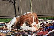 Brittany Spaniel pup 1