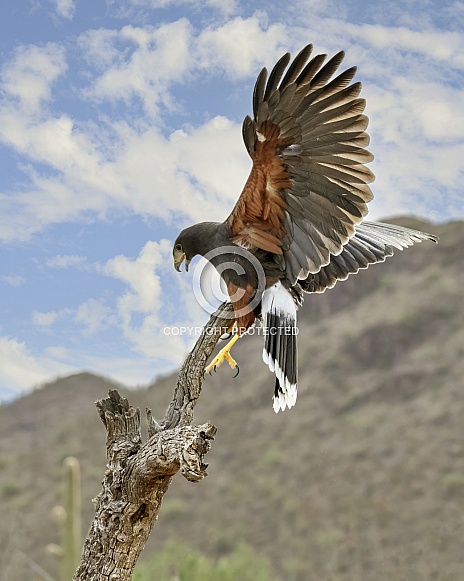 Harris's Hawk landing on a dead snag