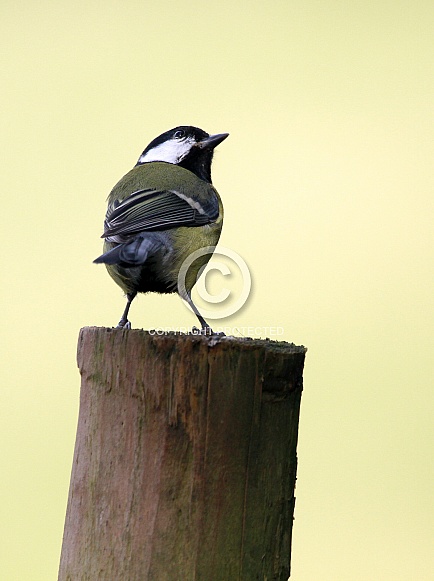 Great tit Great tit