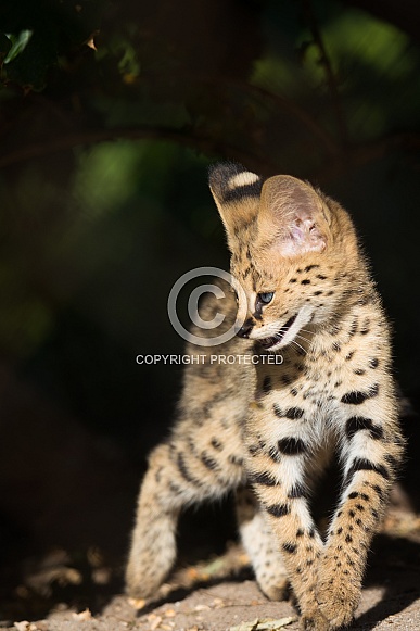 Serval Cub Serval Cub