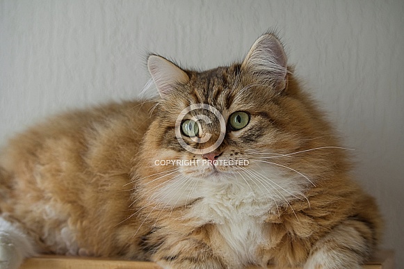 Siberian cat, young male