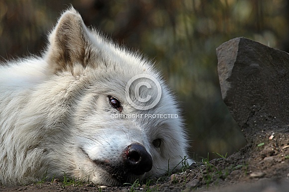 Hudson Bay Wolf