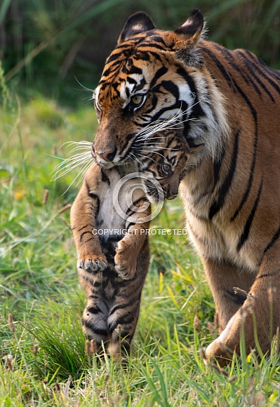 Sumatran Tiger Cub