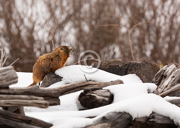 Yellow-bellied marmot,Marmota flaviventris