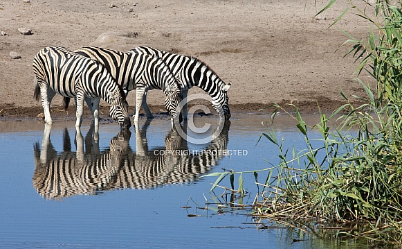 Zebra (Equus quagga) - Namibia Zebra (Equus quagga) - Namibia