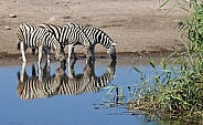Zebra (Equus quagga) - Namibia