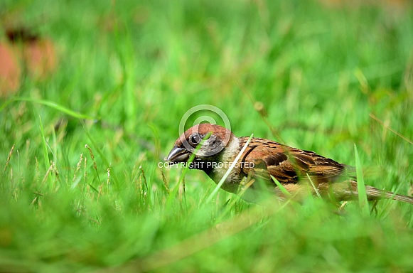 Eurasian Tree Sparrow