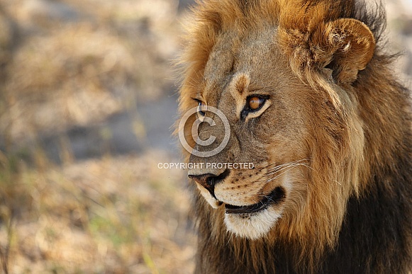 African lion portrait