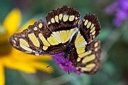 Black and orange butterfly on a flower