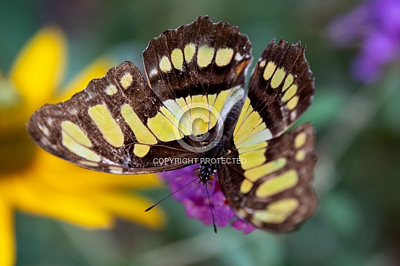 Black and orange butterfly on a flower