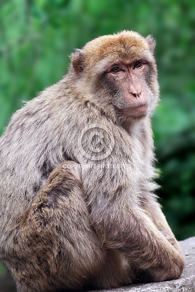 Barbary macaque Barbary macaque