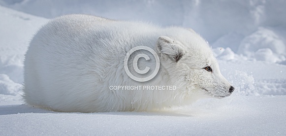 Arctic Fox in heavy snow